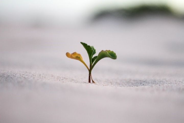 The Psychology of a Growth Mindset